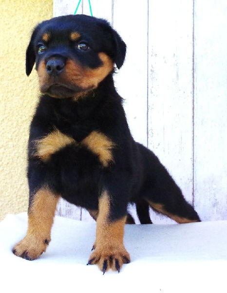 Jagger Von Der Muhle Rott