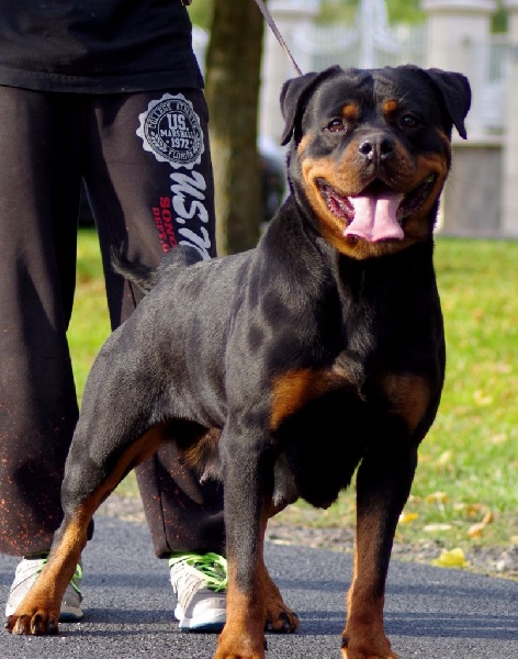 CH. Reginna of kinders royal rott