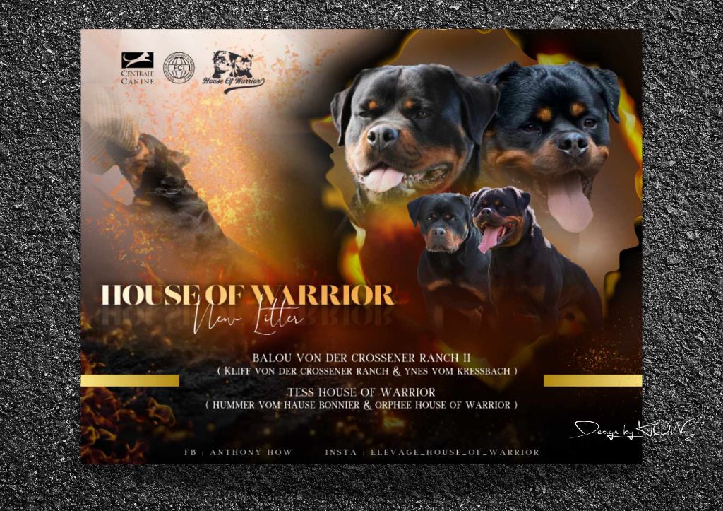 chiot Rottweiler House Of Warrior