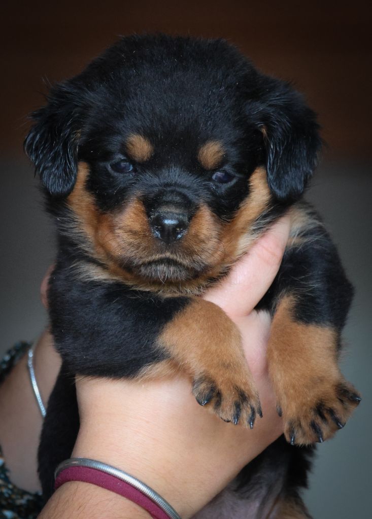 House Of Warrior - Chiot disponible  - Rottweiler