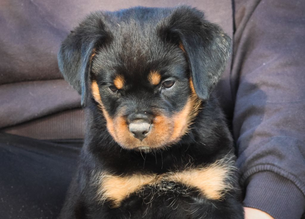 House Of Warrior - Chiot disponible  - Rottweiler