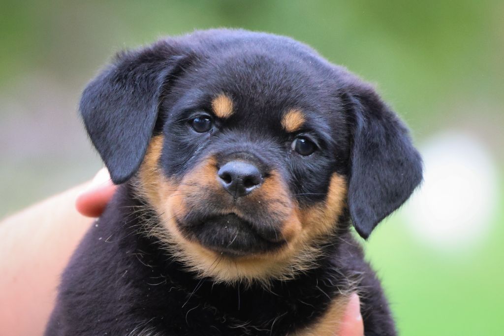 House Of Warrior - Chiot disponible  - Rottweiler