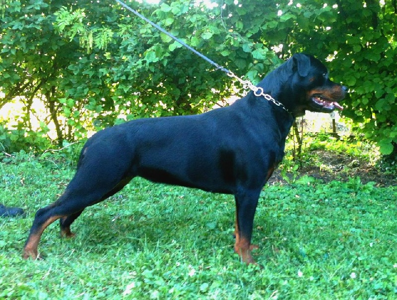 Haxell von Cadurcorum