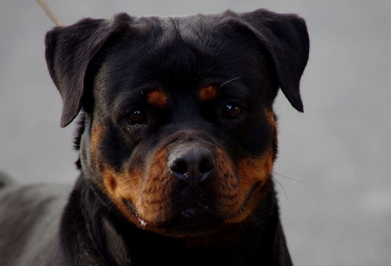 CH. Reginna of kinders royal rott