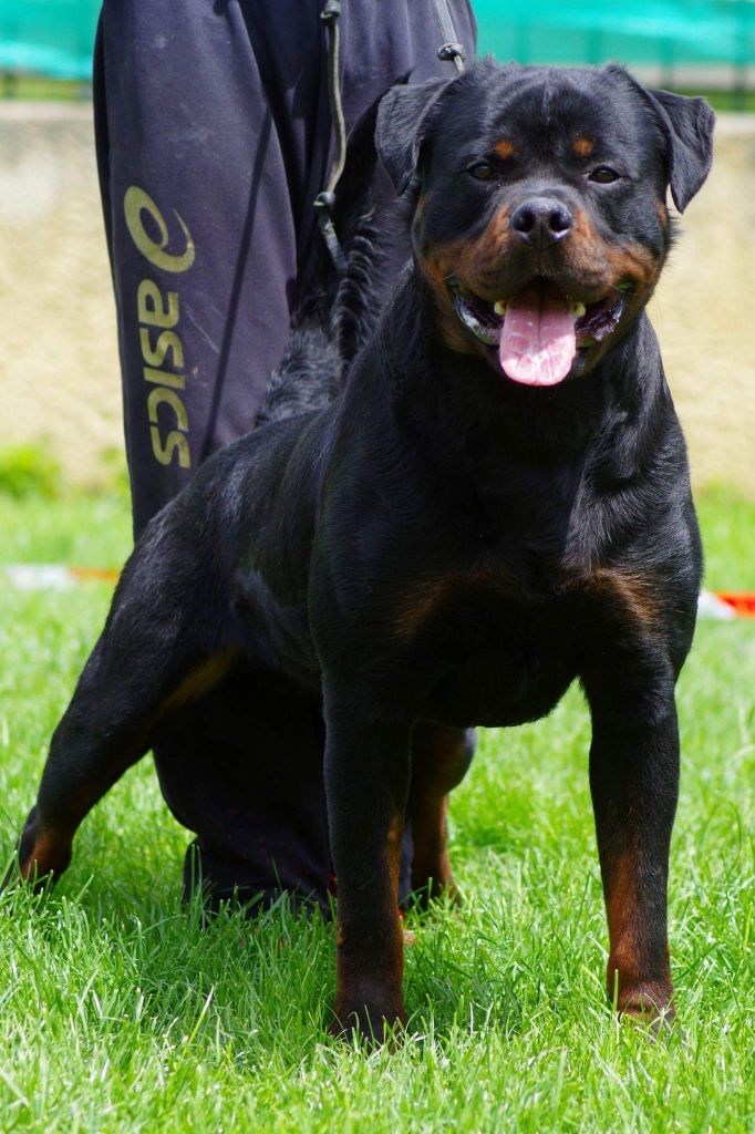 Jagger Von Der Muhle Rott