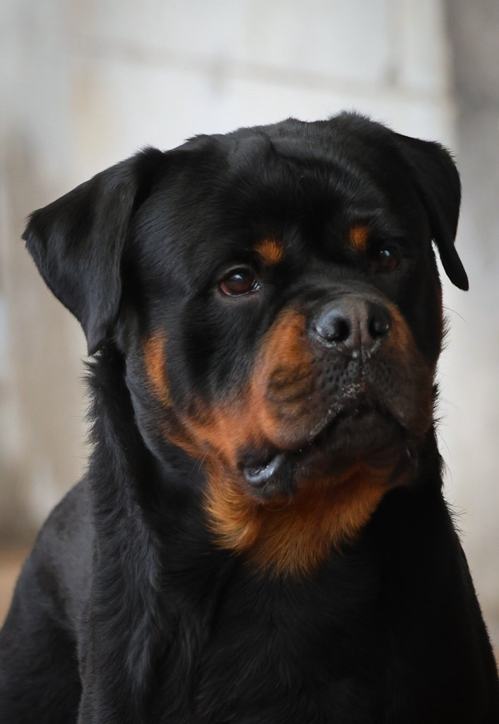 Volcon House Of Warrior