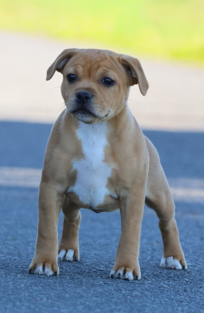 A French Kiss House Of Warrior