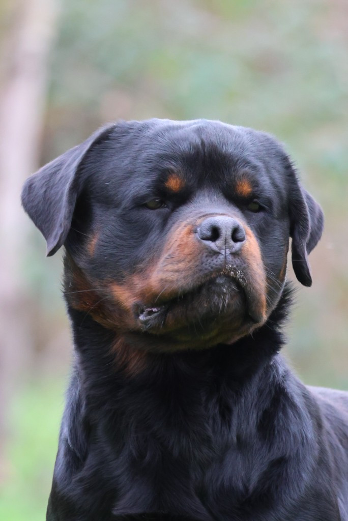 VENOM House Of Warrior