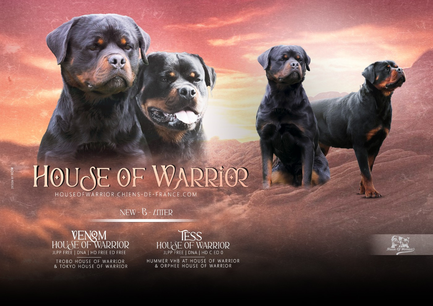 Portée Tess & Venom