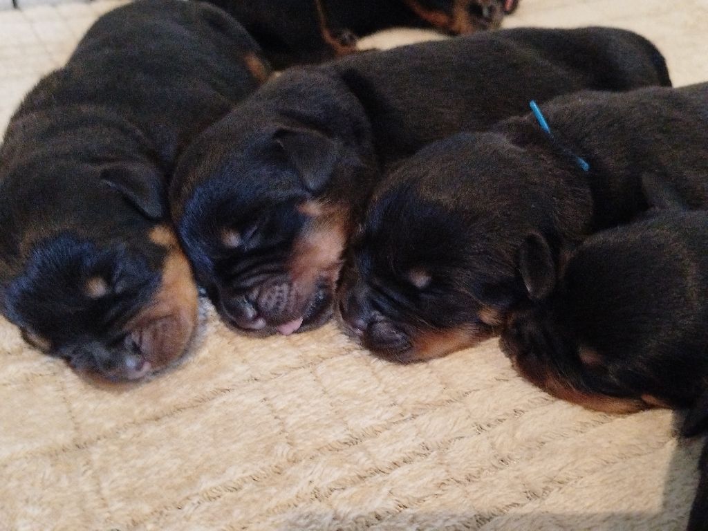 Chiot Rottweiler House Of Warrior