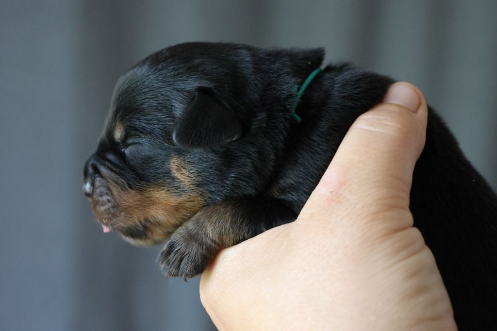 House Of Warrior - Chiots disponibles - Rottweiler