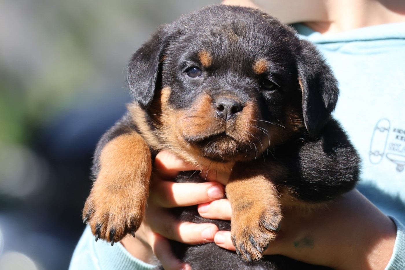 House Of Warrior - Chiots disponibles - Rottweiler