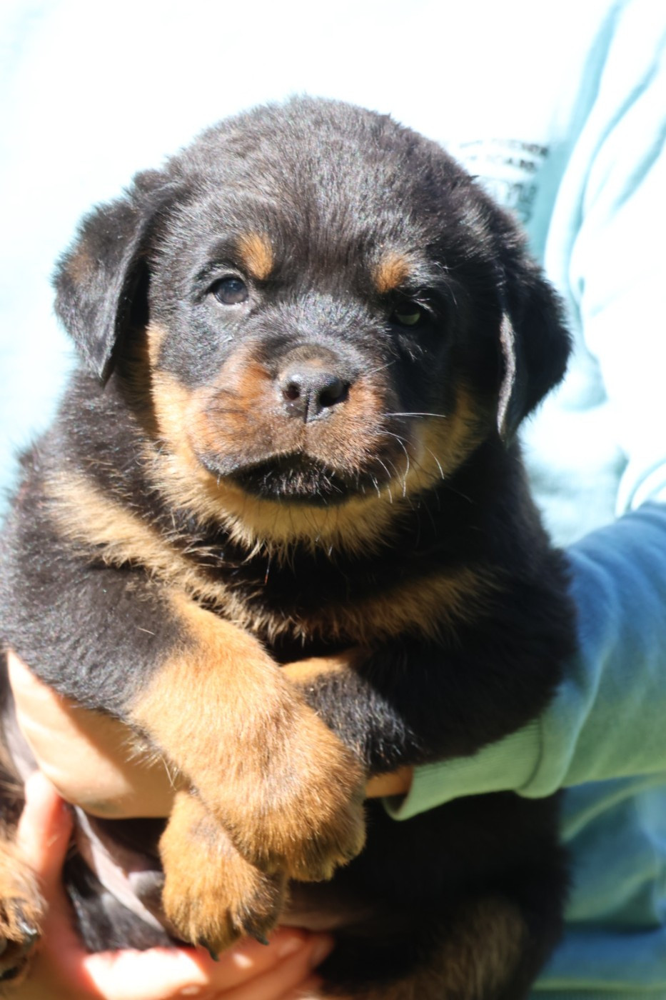 House Of Warrior - Chiots disponibles - Rottweiler