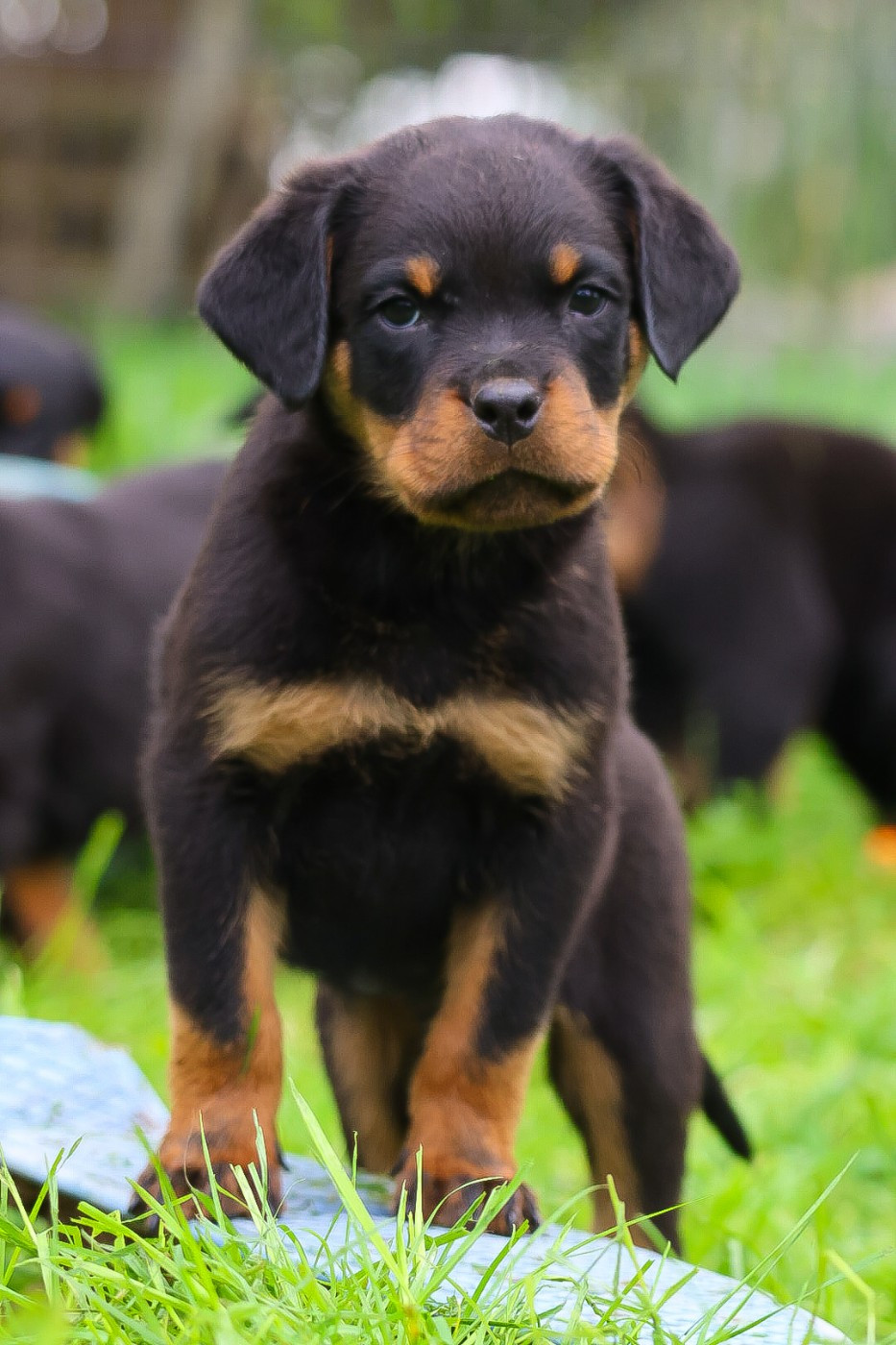 House Of Warrior - Chiots disponibles - Rottweiler