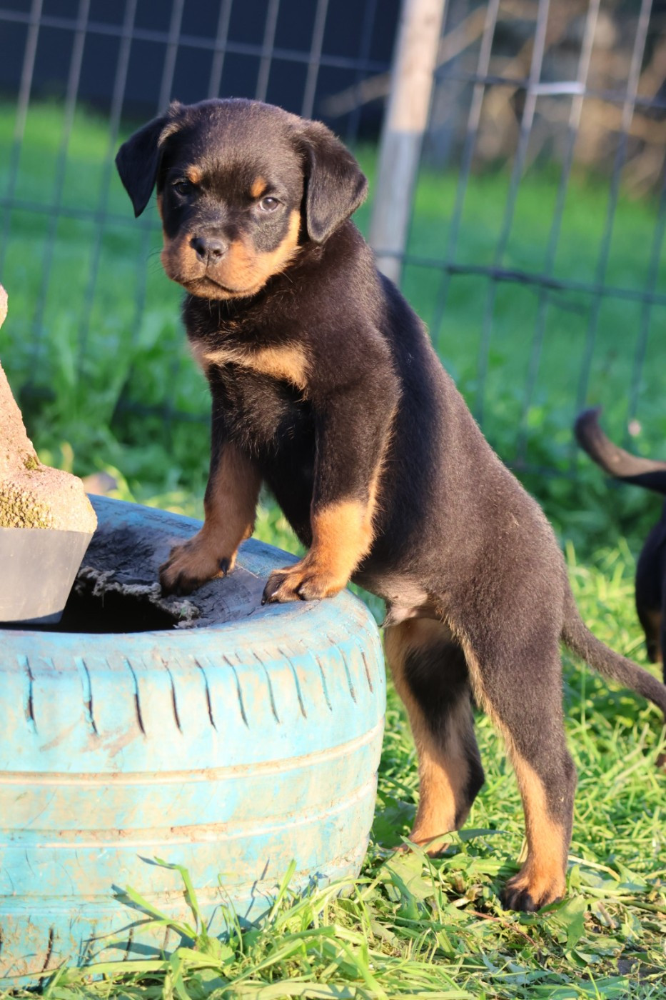 House Of Warrior - Chiots disponibles - Rottweiler