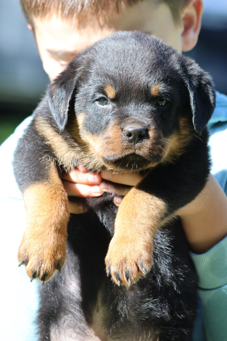 House Of Warrior - Chiots disponibles - Rottweiler