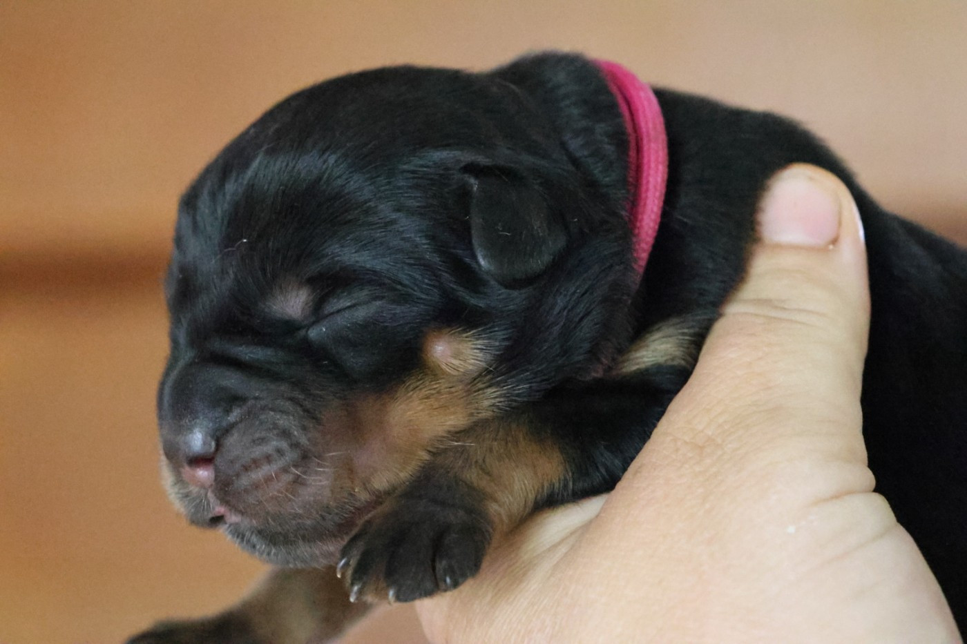 House Of Warrior - Chiots disponibles - Rottweiler