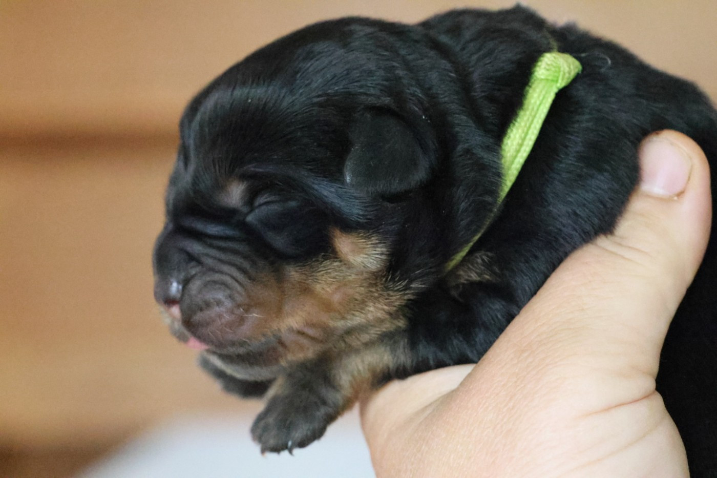 House Of Warrior - Chiots disponibles - Rottweiler
