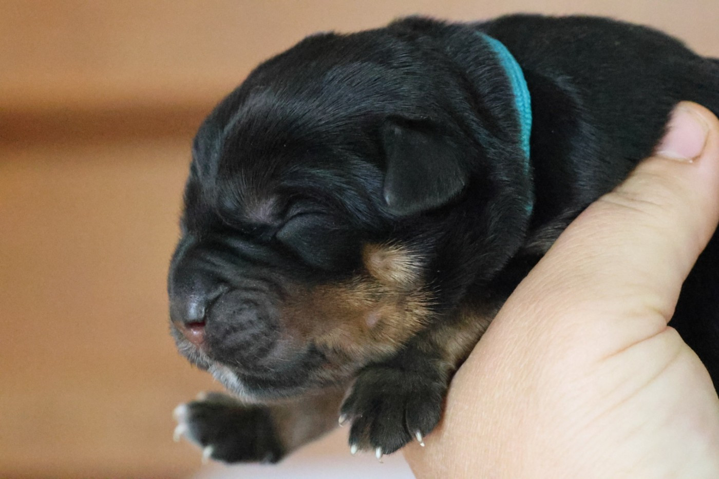 House Of Warrior - Chiots disponibles - Rottweiler