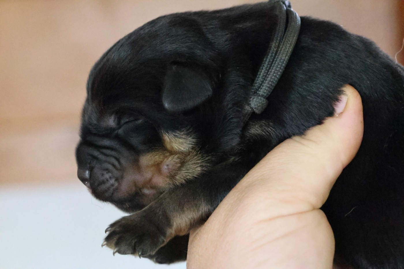 House Of Warrior - Chiots disponibles - Rottweiler