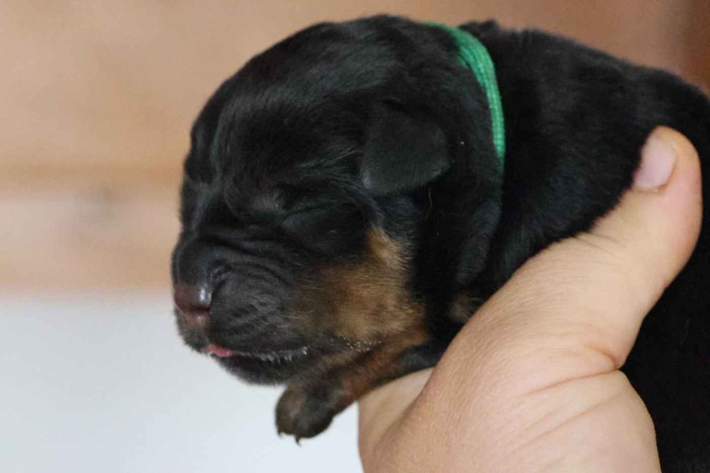 House Of Warrior - Chiots disponibles - Rottweiler