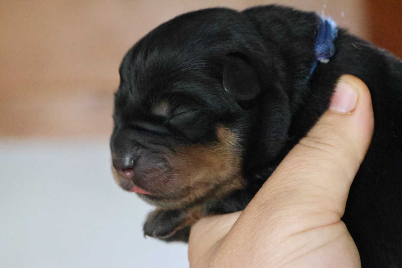 House Of Warrior - Chiots disponibles - Rottweiler