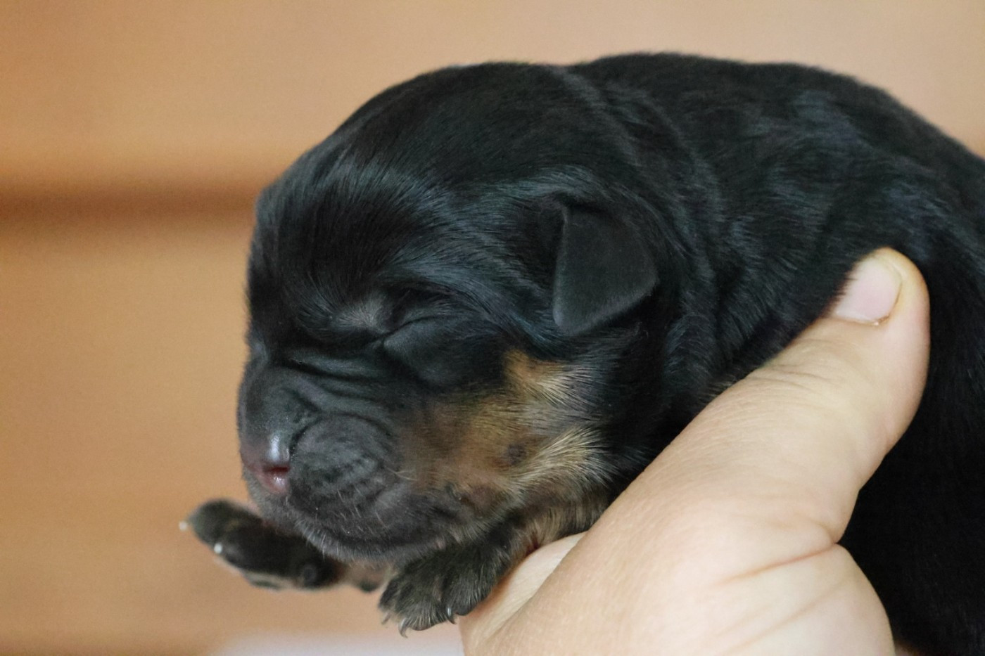 House Of Warrior - Chiots disponibles - Rottweiler