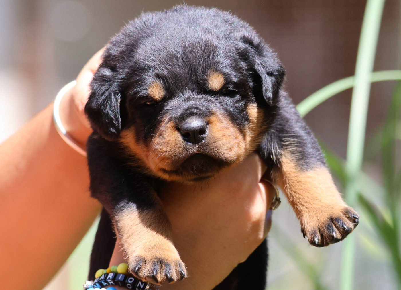 House Of Warrior - Chiots disponibles - Rottweiler