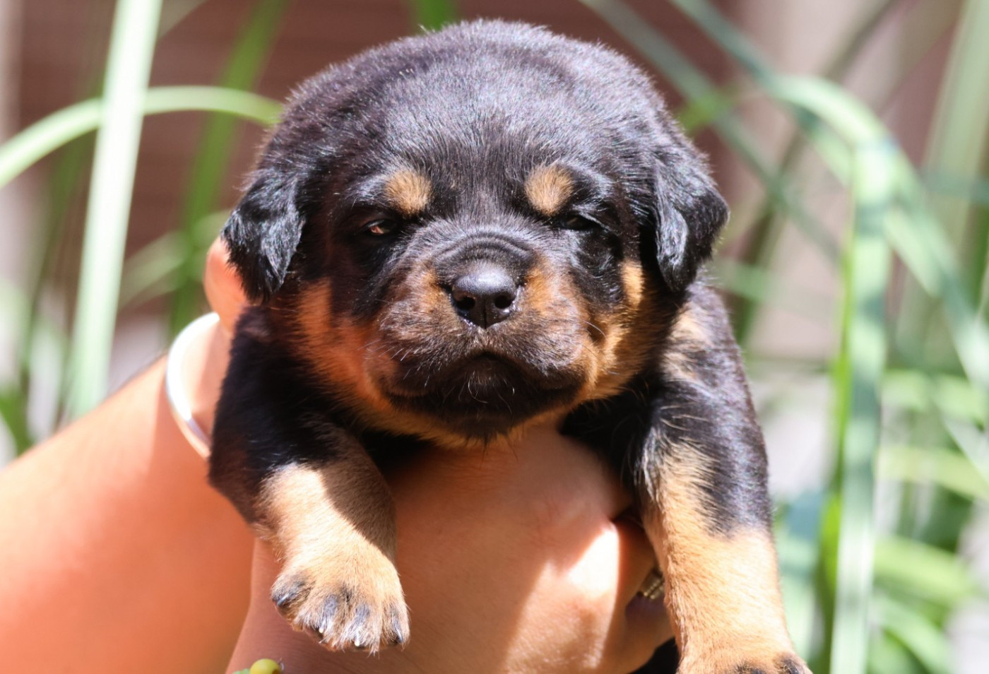 House Of Warrior - Chiots disponibles - Rottweiler