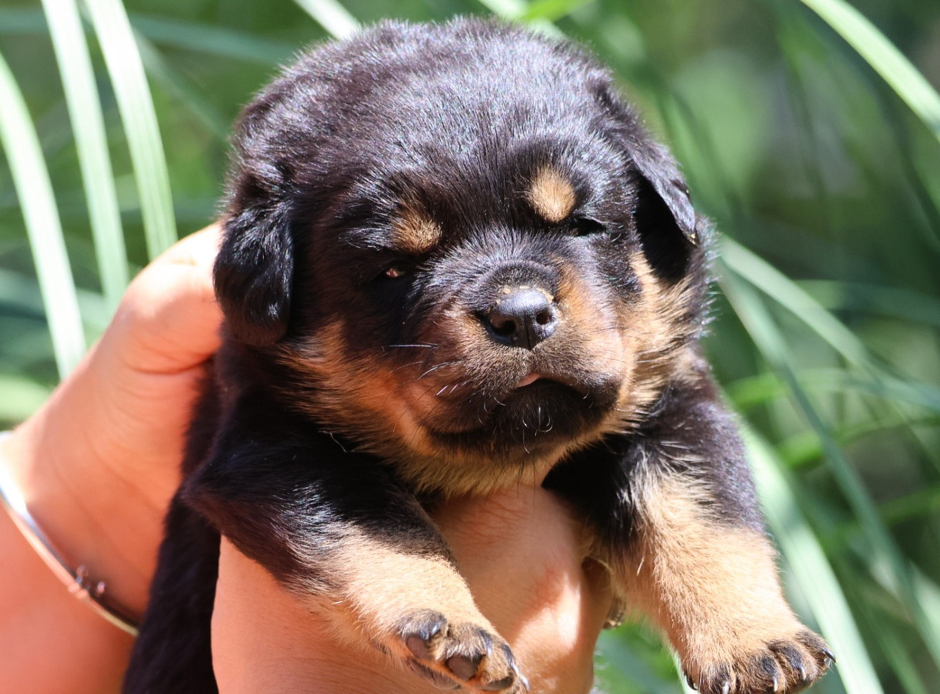 House Of Warrior - Chiots disponibles - Rottweiler