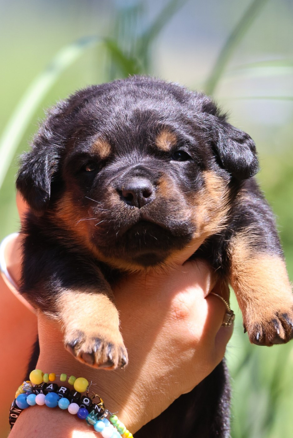 House Of Warrior - Chiots disponibles - Rottweiler