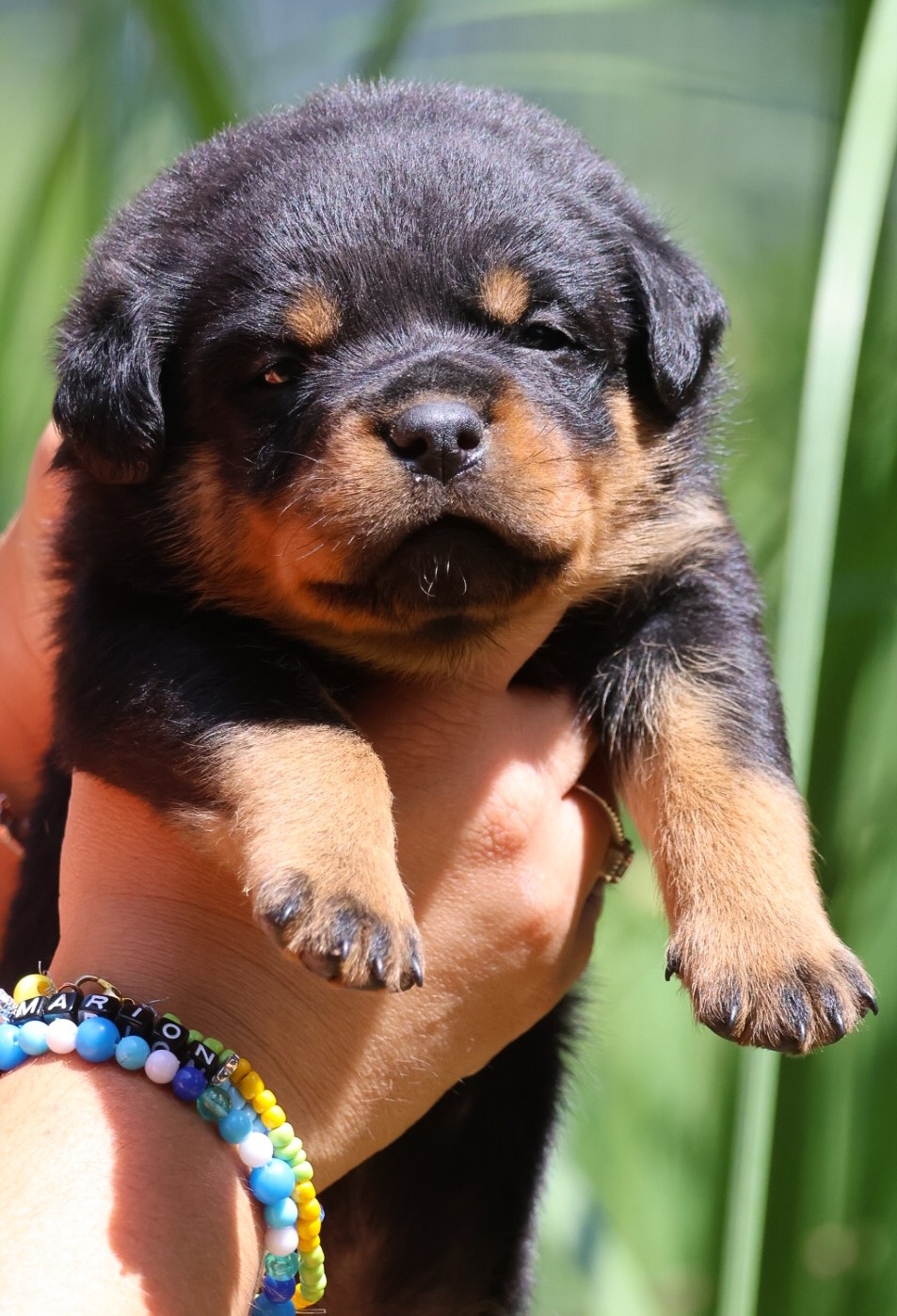 House Of Warrior - Chiots disponibles - Rottweiler