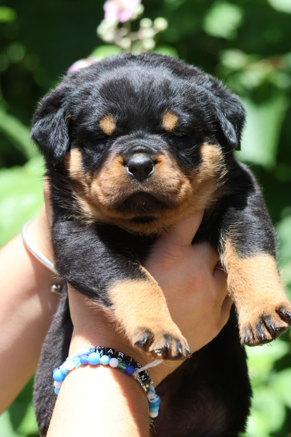 House Of Warrior - Chiots disponibles - Rottweiler