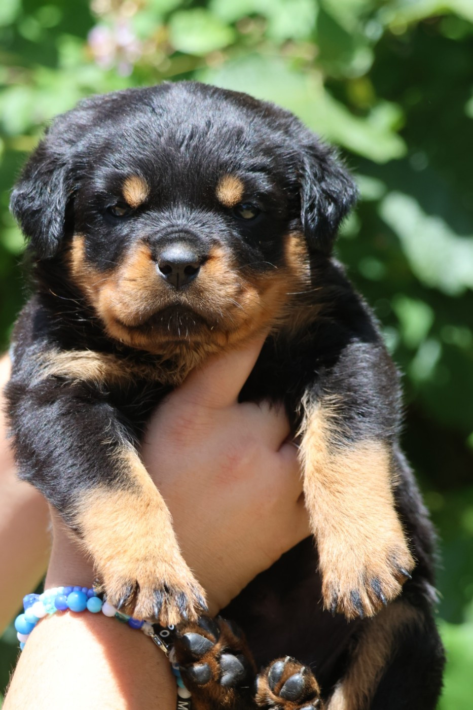 House Of Warrior - Chiots disponibles - Rottweiler