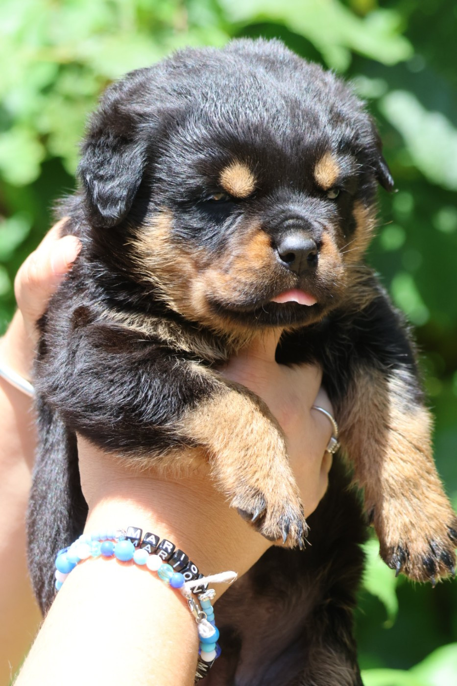 House Of Warrior - Chiots disponibles - Rottweiler