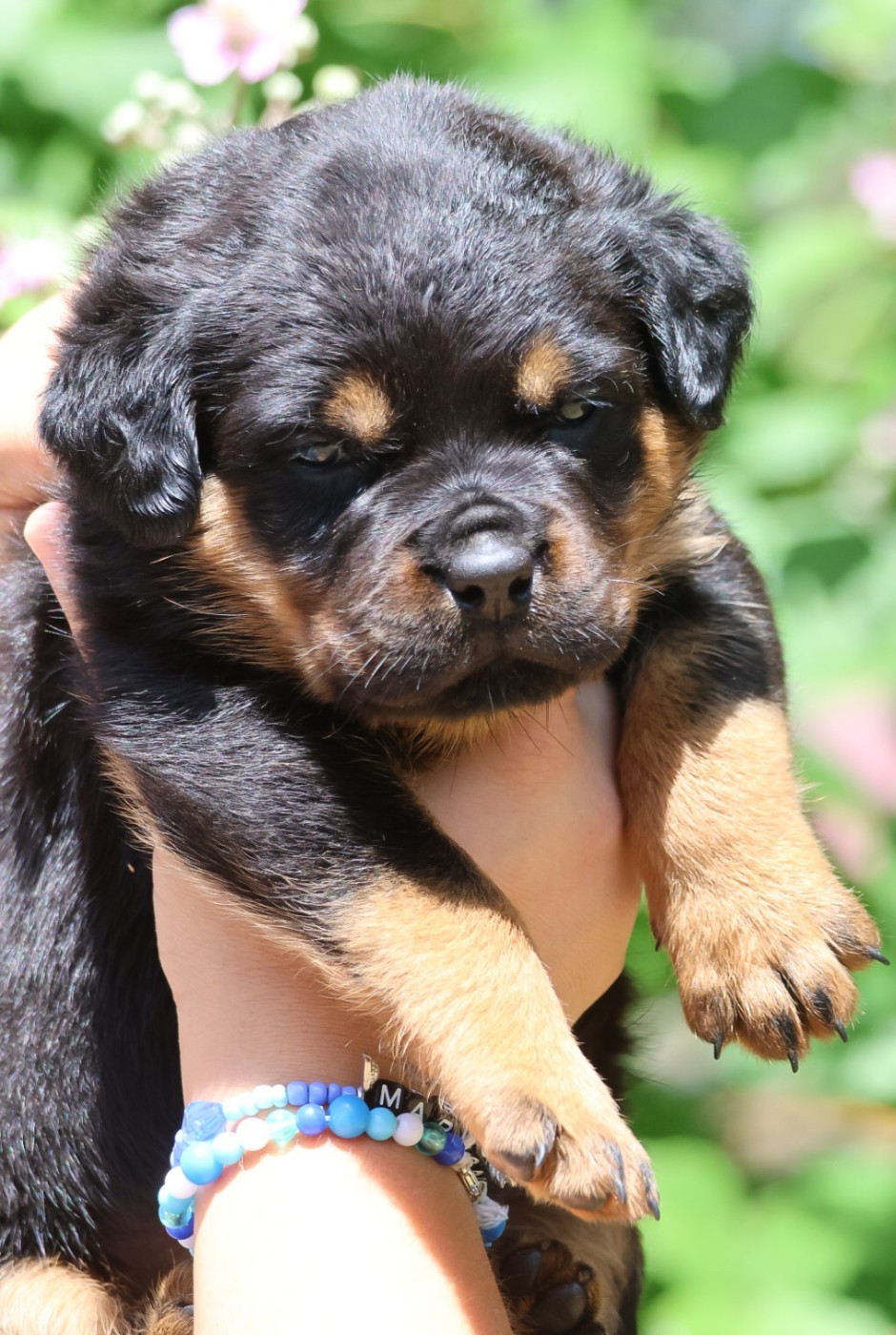 House Of Warrior - Chiots disponibles - Rottweiler