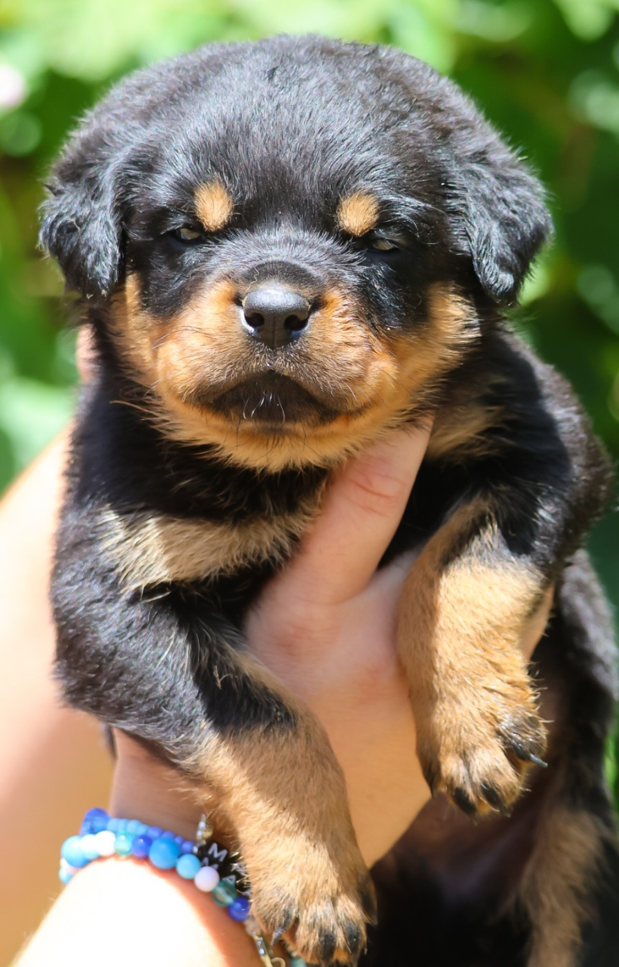 House Of Warrior - Chiots disponibles - Rottweiler