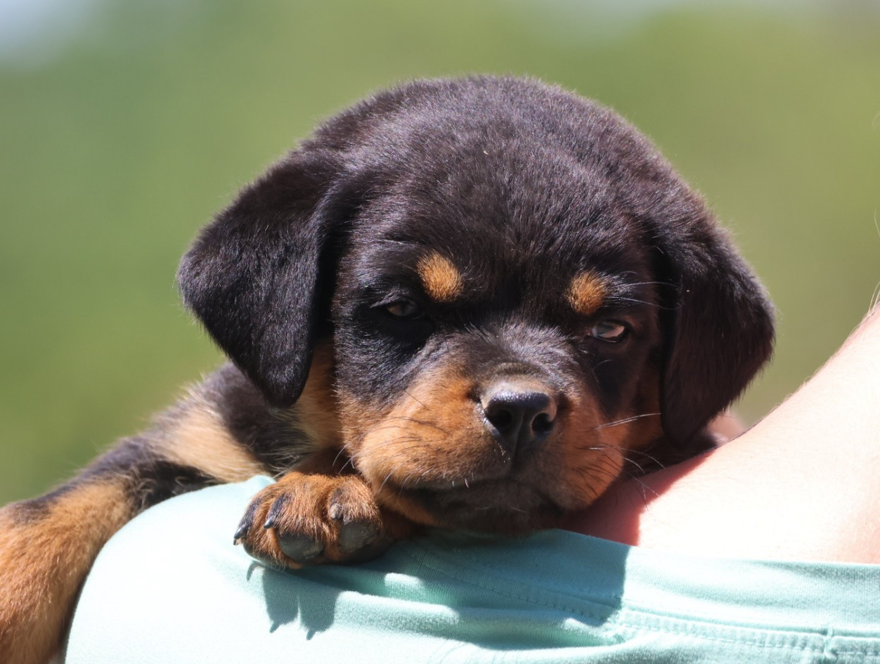 House Of Warrior - Chiots disponibles - Rottweiler