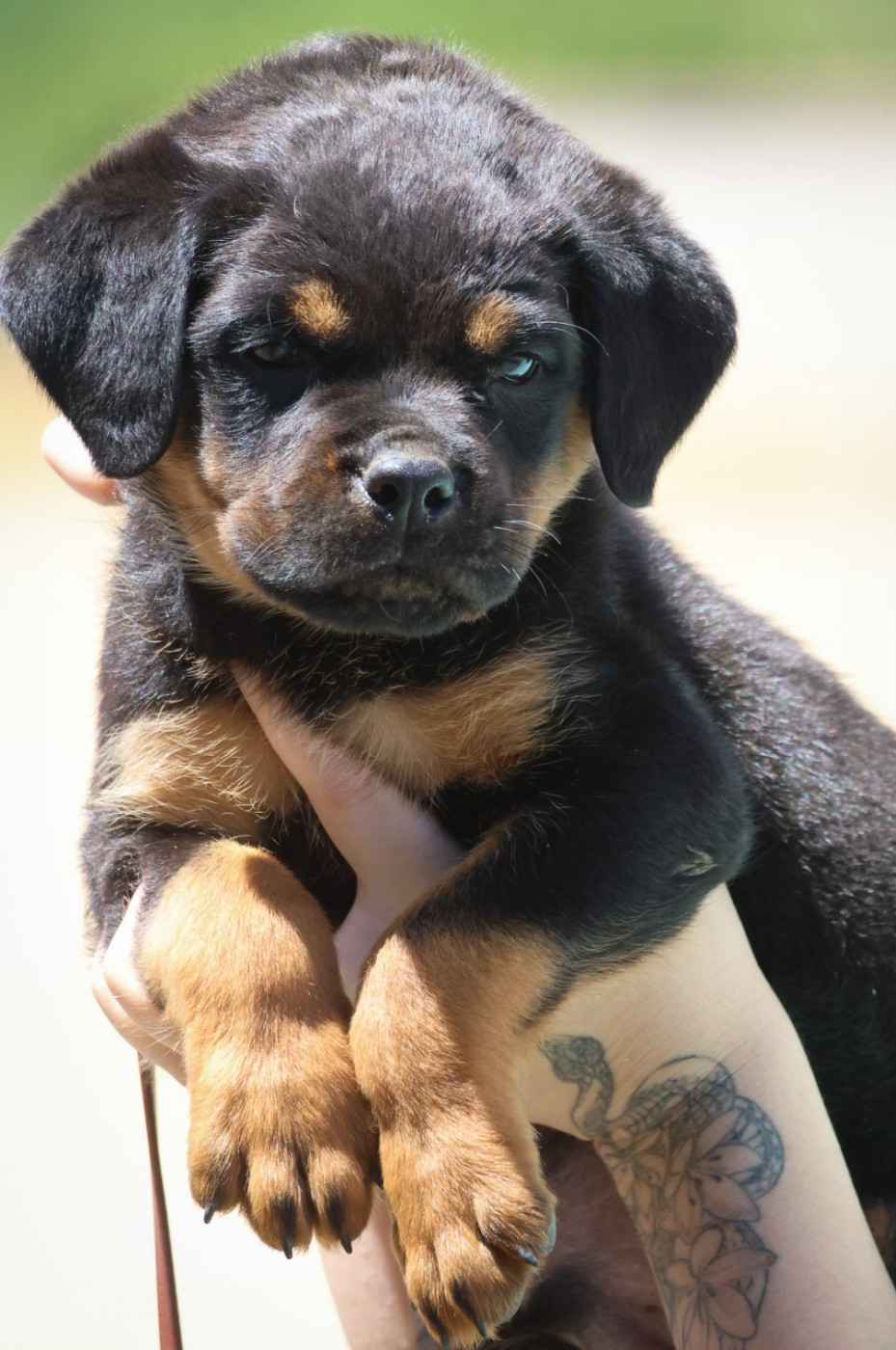 House Of Warrior - Chiots disponibles - Rottweiler