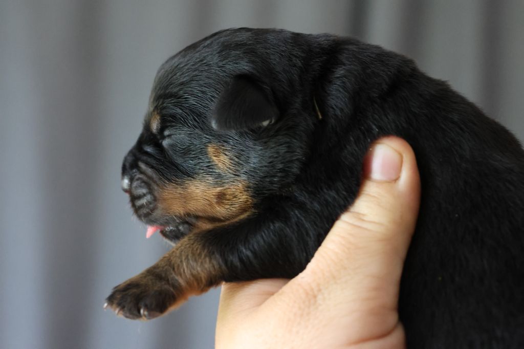 House Of Warrior - Chiots disponibles - Rottweiler