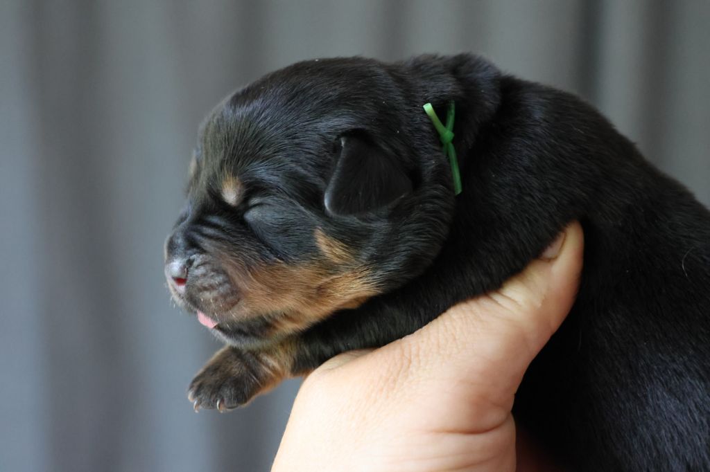 House Of Warrior - Chiots disponibles - Rottweiler