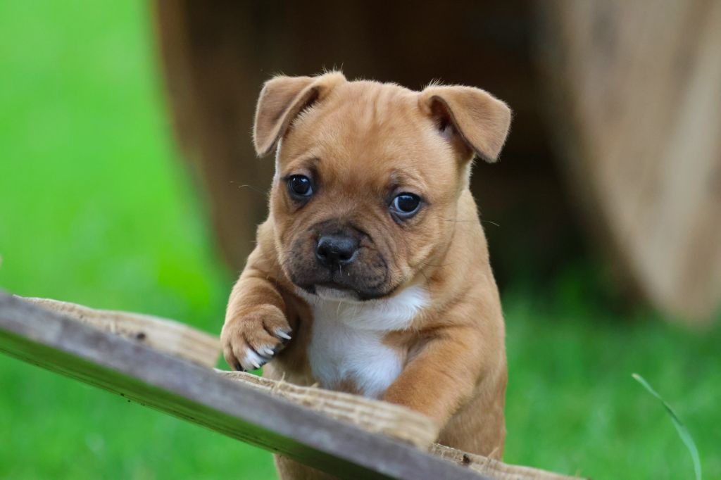 House Of Warrior - Chiots disponibles - Staffordshire Bull Terrier