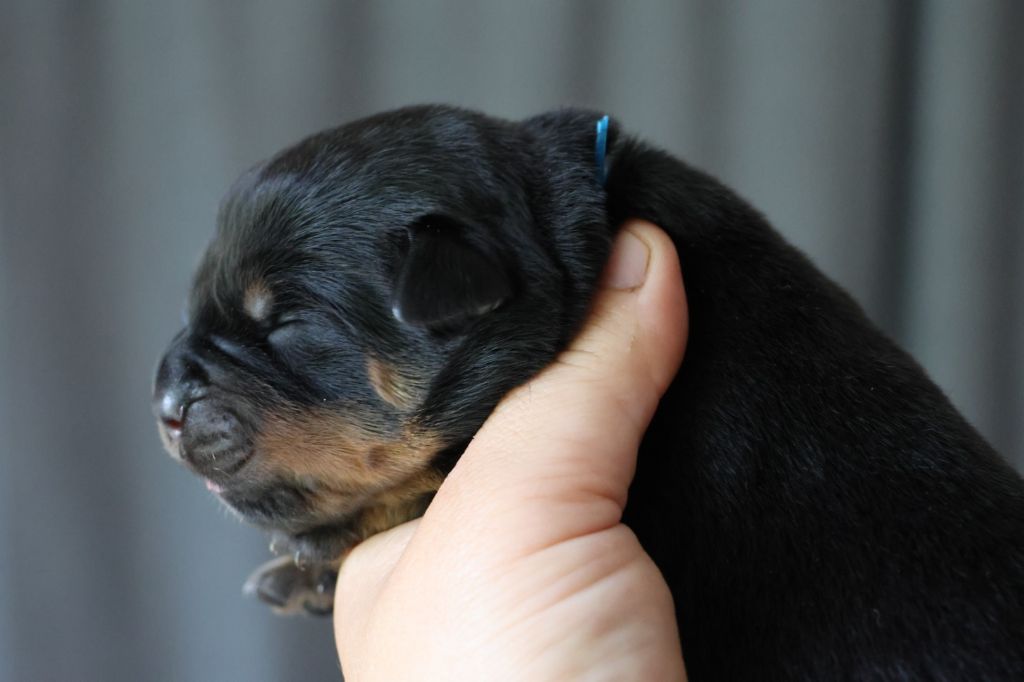 House Of Warrior - Chiots disponibles - Rottweiler