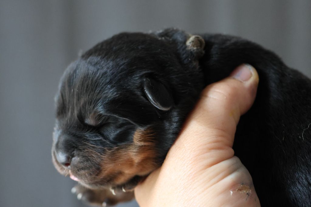 House Of Warrior - Chiots disponibles - Rottweiler
