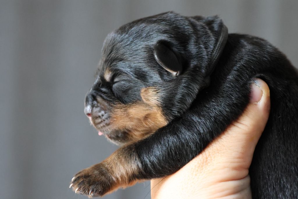 House Of Warrior - Chiots disponibles - Rottweiler