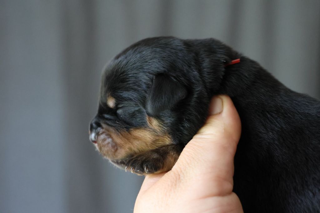 House Of Warrior - Chiots disponibles - Rottweiler