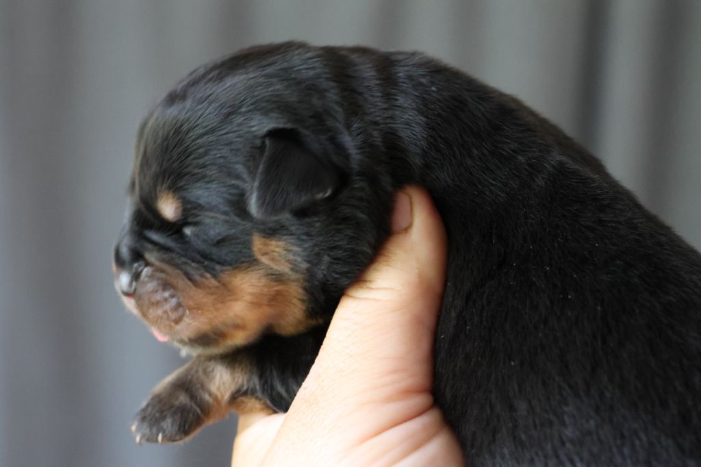 House Of Warrior - Chiots disponibles - Rottweiler