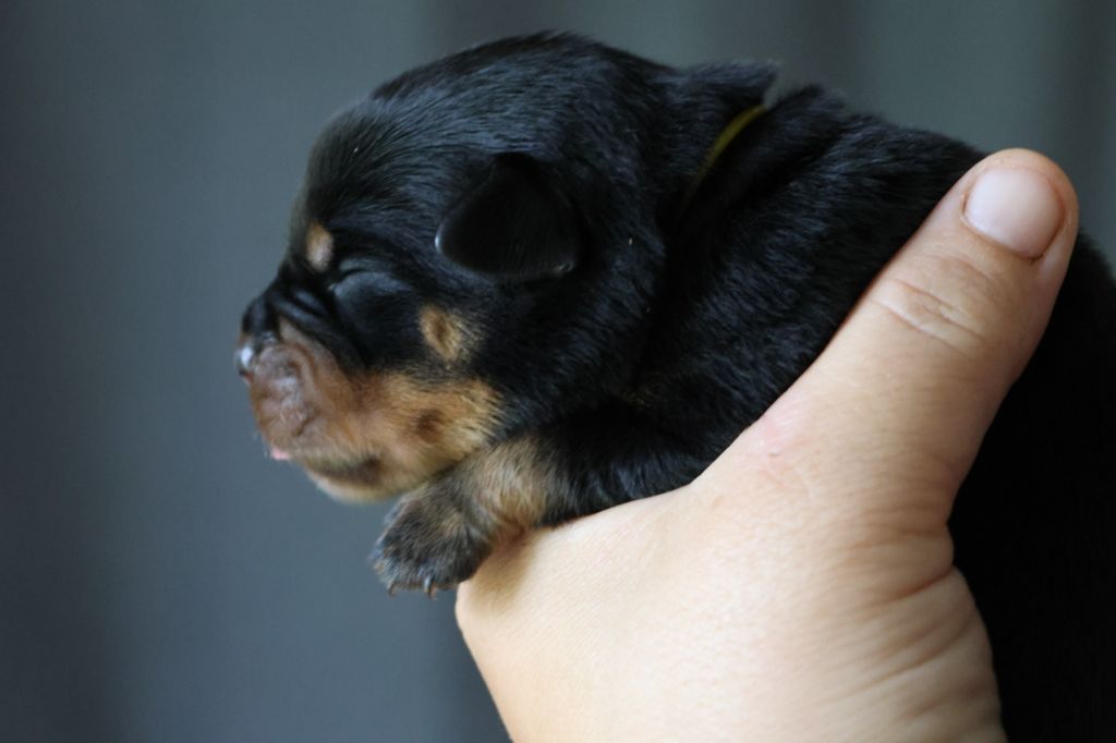 House Of Warrior - Chiots disponibles - Rottweiler