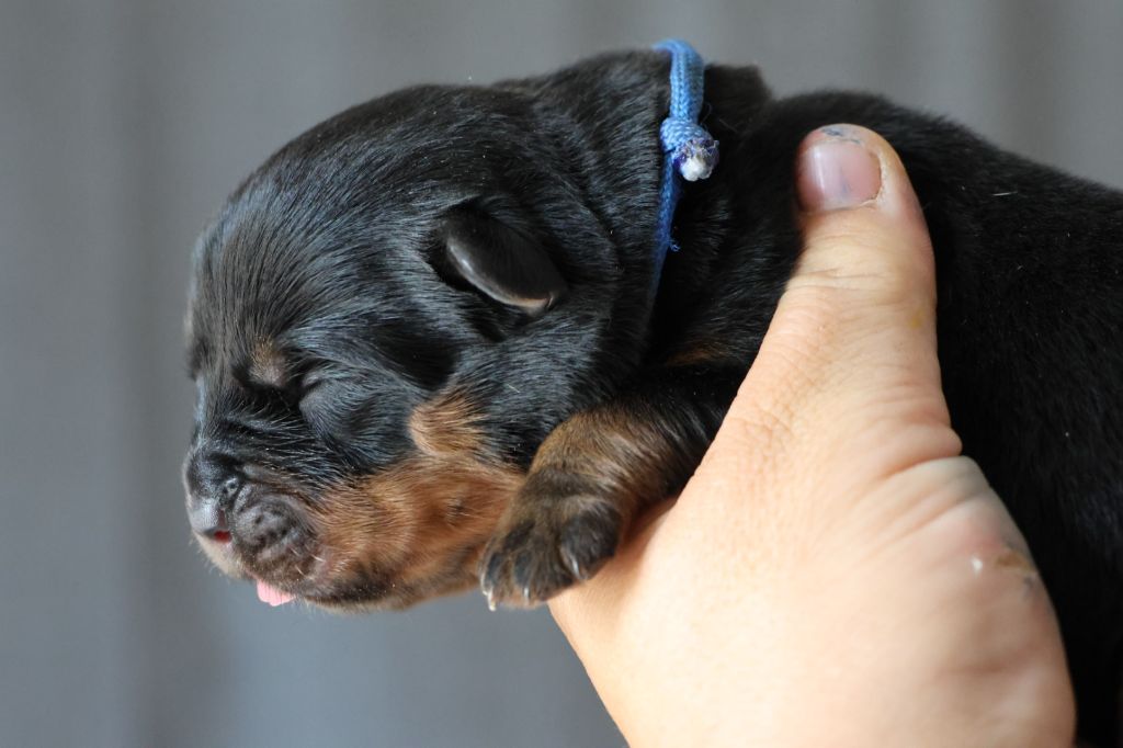 House Of Warrior - Chiots disponibles - Rottweiler
