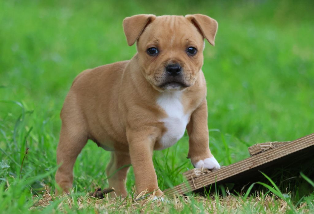 House Of Warrior - Staffordshire Bull Terrier - Portée née le 25/03/2025